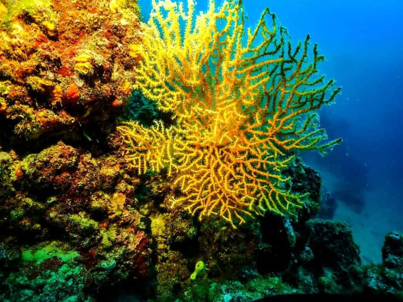 Novalja: Adriatic Sea Diving Experience - Meeting and Starting Point in Novalja