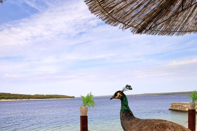 NP Brijuni Island Swimming & Dolphin Watching Sunset Cruise - Key Points