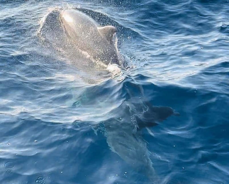 NP Brijuni Island Swimming & Dolphin Watching Sunset Cruise - Key Points