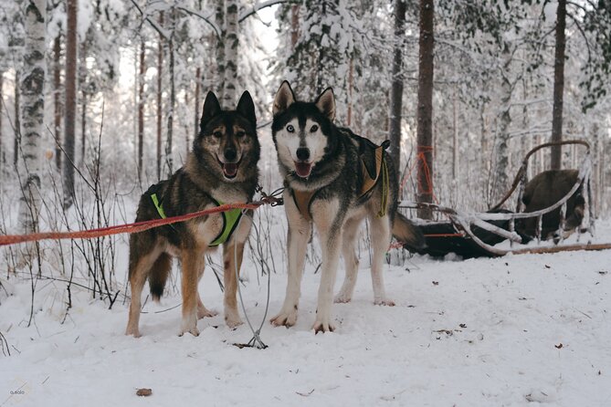 Nulkki Husky Adventure - Starting Point and Logistics at the Husky Farm