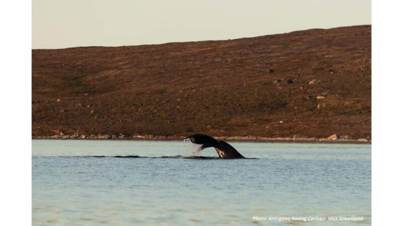 Nuuk Fjord Scenic Boat Tour with Greenlandic Picnic - Key Points