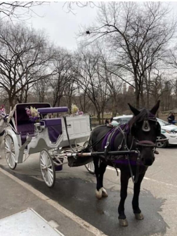 NYC: Amazing Central Park Horse and Carriage Ride with Guide - Scenic Photo Stops at Iconic Park Locations