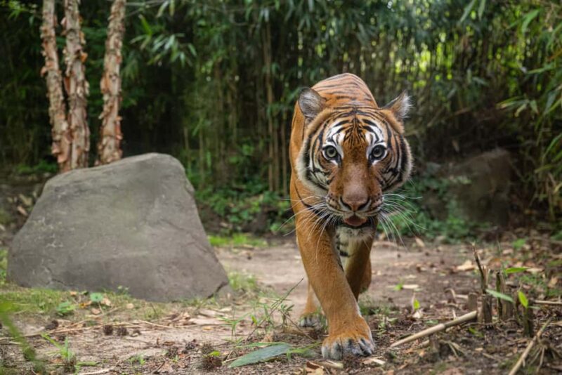 NYC: Bronx Zoo Entry Ticket - Explore the Bronx Zoo’s Vast Wildlife Collection for $38