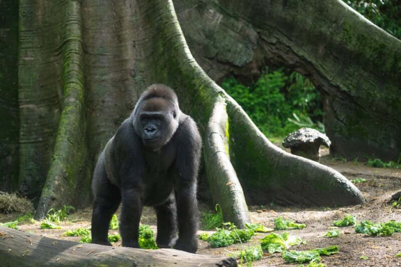 NYC: Bronx Zoo Entry Ticket - Explore Birds and Reptiles at the World of Birds and Reptiles