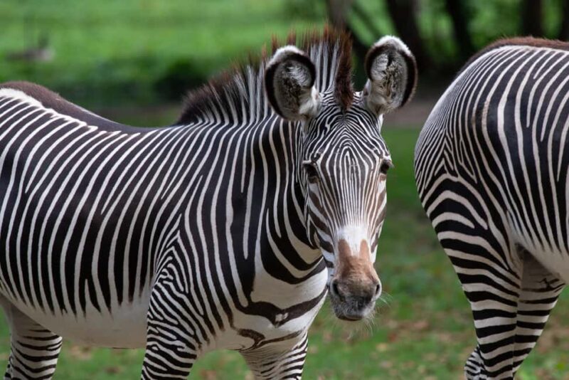 NYC: Bronx Zoo Entry Ticket - Practical Details: Meeting Points, Accessibility, and Amenities