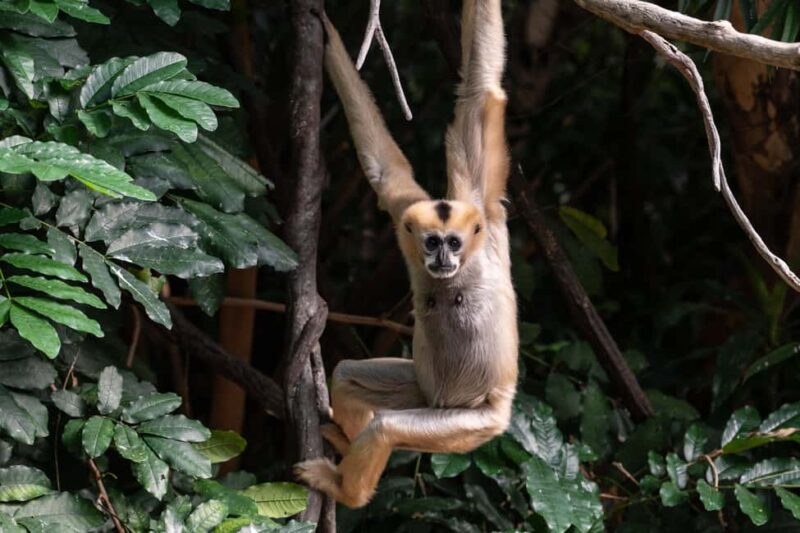 NYC: Bronx Zoo Entry Ticket - Important Rules and Visitor Tips for a Smooth Visit