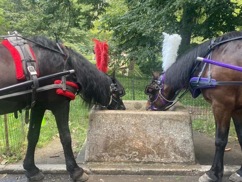 NYC Central Park Horse Drawn Carriage Ride - Key Points