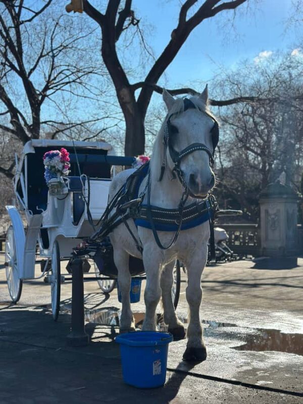 NYC Central Park Horse Drawn Carriage Ride - The Classic Carriage Design and Comfort