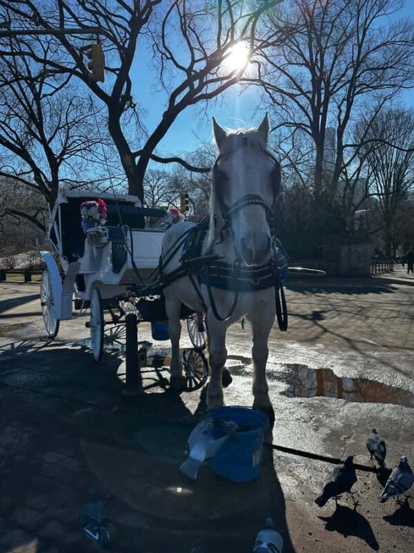 NYC Central Park Horse Drawn Carriage Ride - The Sounds of the Horses and Nature