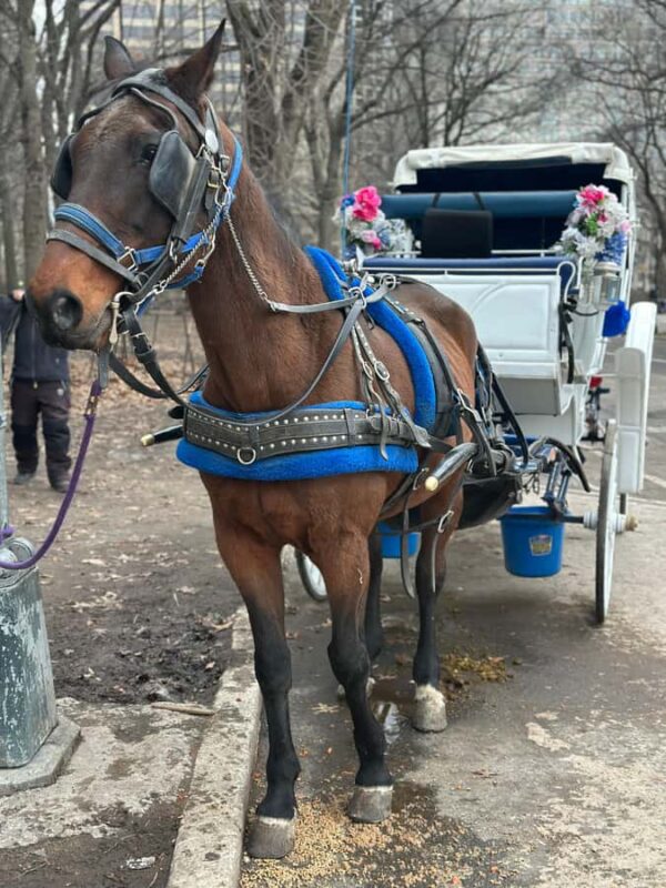 NYC Central Park Horse Drawn Carriage Ride - Who Will Love This Carriage Ride?