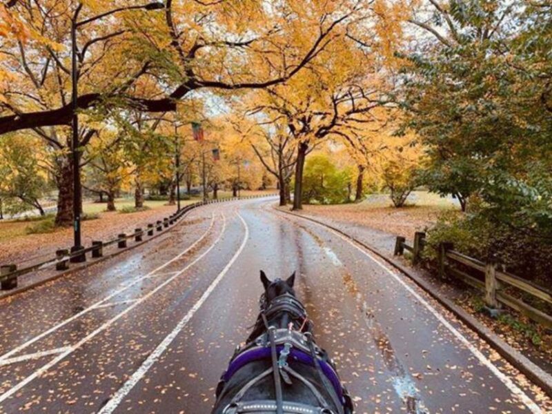 NYC: Central Park Horse-Drawn Carriage Ride (up to 4 Adults) - Weather and Accessibility Considerations