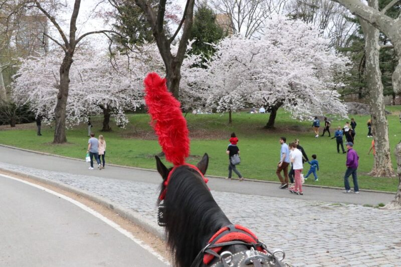 NYC: Guided Standard Central Park Carriage Ride (4 Adults) - Comfortable Amenities for All Weather Conditions