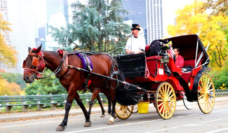 NYC: Guided Standard Central Park Carriage Ride (4 Adults) - Accessibility and Practical Considerations