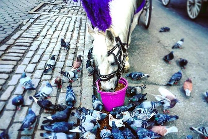 NYC Horse Carriage Ride in Central Park (50 Min. Up to 4 Adults) - Experience the Iconic Wollman Rink and Its Seasonal Charm