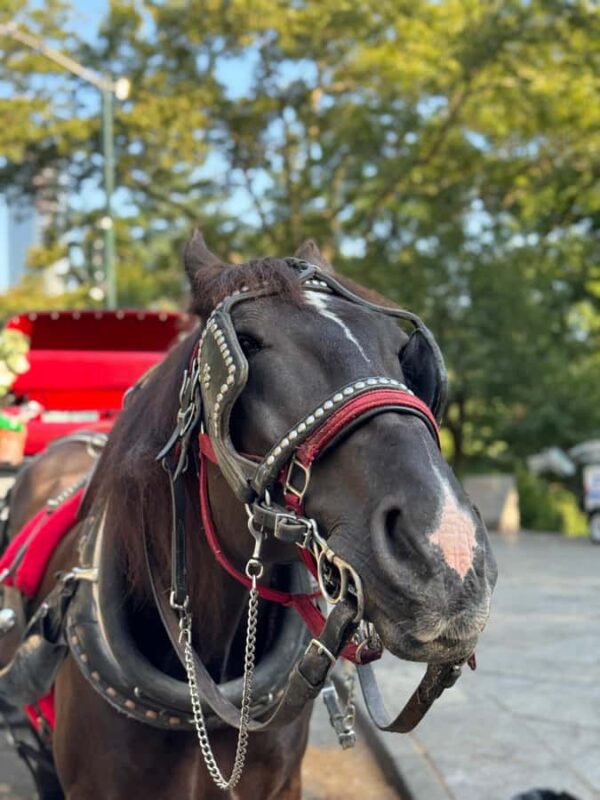 NYC: Private Central Park Horse-Drawn Carriage Tour - Starting Point and Meeting Details at Central Park’s Grand Army Plaza