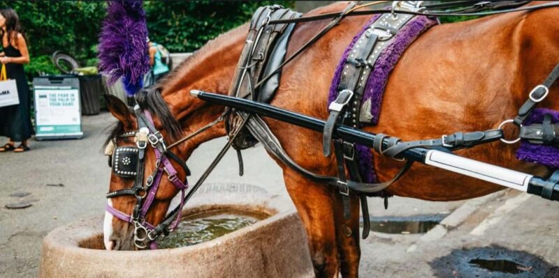 NYC: Private Christmas Lights Horse Carriage Ride - A Charming Winter Ride: Private Christmas Lights Horse Carriage Tour in New York City