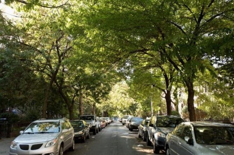 NYC: Soho, Little Italy and Chinatown Private Walking Tour - Discover the Neighborhoods with a Local Guide