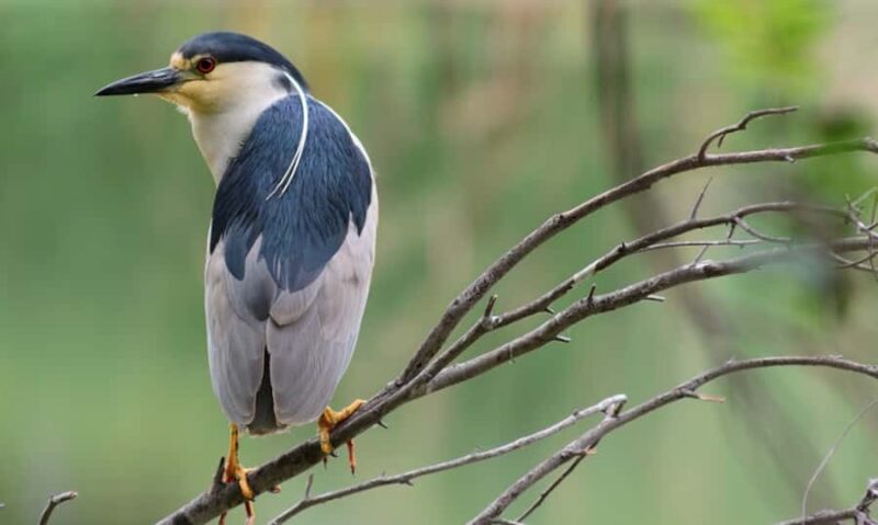 NYC: Urban Wildlife Sunset Tour of the East River - Classic Yacht Experience on a 1920s-Style Vessel
