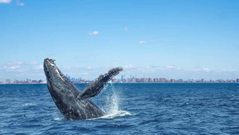 NYC: Whale Watching Cruise from Manhattan - Key Points