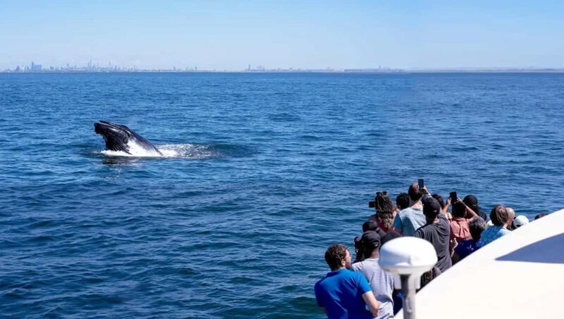 NYC: Whale Watching Cruise from Manhattan - Embarking on the 4-Hour Whale Watching Adventure