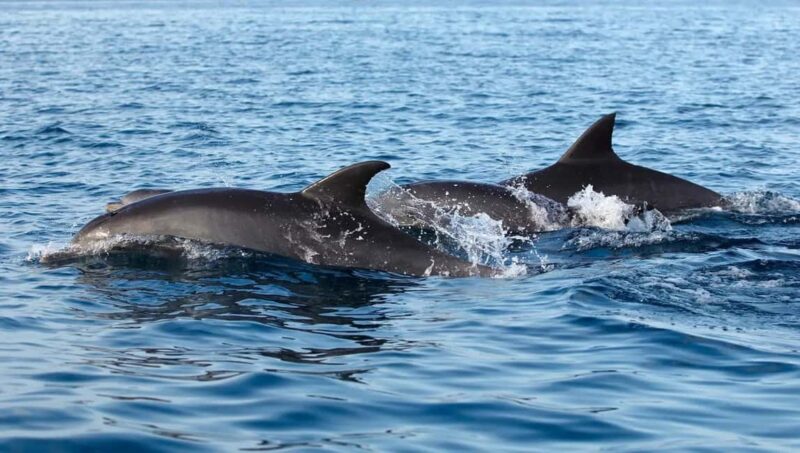 NYC: Whale Watching Cruise from Manhattan - Scenic Routes and Waterway Highlights