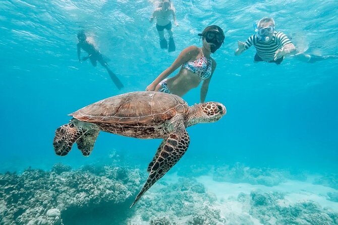 Oahu Allstar Circle Island Tour: Dole, Turtles. Blowhole, Fun - Big Waves and Turtle Encounters on the North Shore