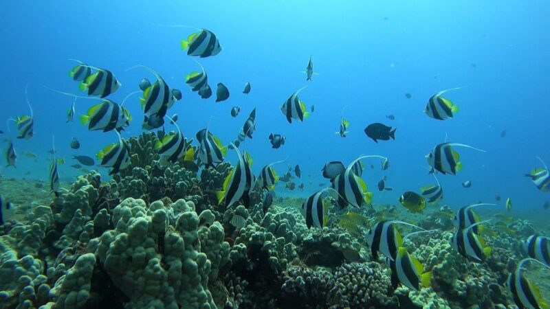 Oahu: Beginner SCUBA Dive at Electric Beach - The Photo Package: Capturing Your Marine Adventure