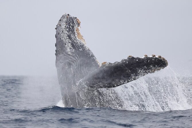 Oahu Boat Tour Ko Olina Experience - The Itinerary and Key Stops in Ko Olina