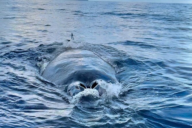 Oahu Boat Tour Ko Olina Experience - Why This Tour is a Great Choice for Ocean Enthusiasts