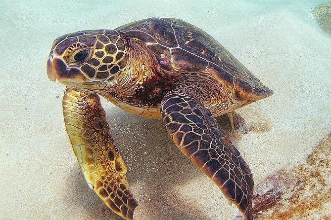 Oahu Circle Island: Snorkel with Turtles & Explore Turtle Beach - Exploring the North Shore’s Famous Beaches and Surf Culture