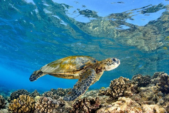 Oahu Circle Island: Snorkel with Turtles & Explore Turtle Beach - Visiting Famous Farming and Film Sites