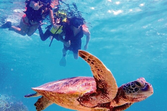 Oahu Circle Island Tour with Snorkeling + Free Perks & Free Wi-Fi - Key Points