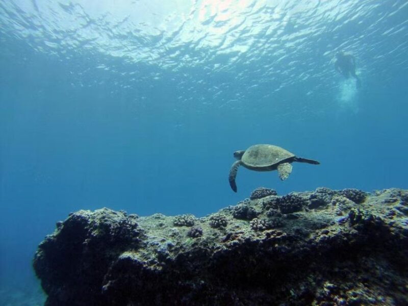 Oahu: Custom Private Island Tour of O'ahu - Explore Oahus Customizable Private Tour for Up to Three People