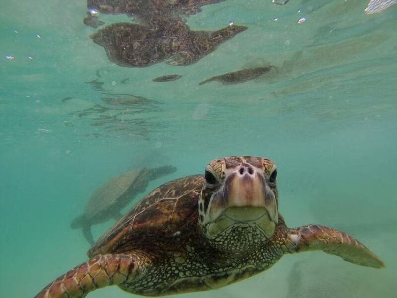 Oahu: Custom Private Island Tour of O'ahu - Witness the Natural Power at the Blow Hole and From Here to Eternity Beach