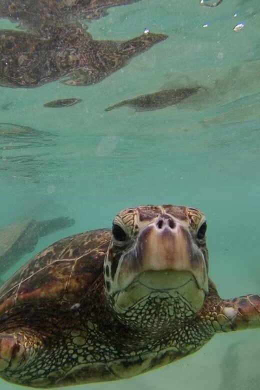 Oahu: Custom Private Island Tour of O'ahu - Savor Local Flavors at Leonard’s Bakery and Fumi’s Garlic Shrimp