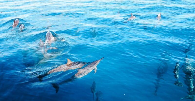 Oahu Dolphin Watch, Turtle Snorkel, Waterslide Activities - The Route to Dolphin Watching off West Oahu