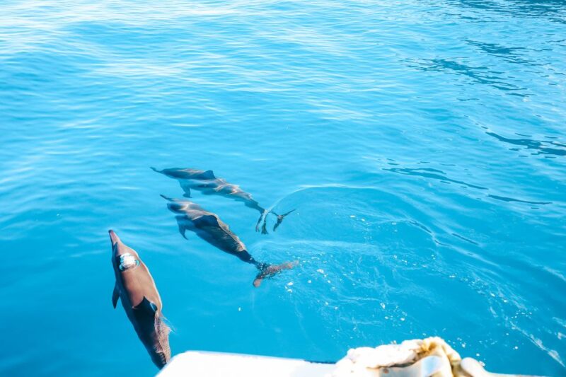 Oahu Dolphin Watch, Turtle Snorkel, Waterslide Activities - Practical Details: Booking, Cancellations, and Accessibility