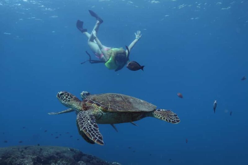 Oahu: Dolphin Watching & Turtle Snorkeling with Waterslide - Exciting 3-Hour Oahu Cruise with Dolphins, Turtles, and Water Slide
