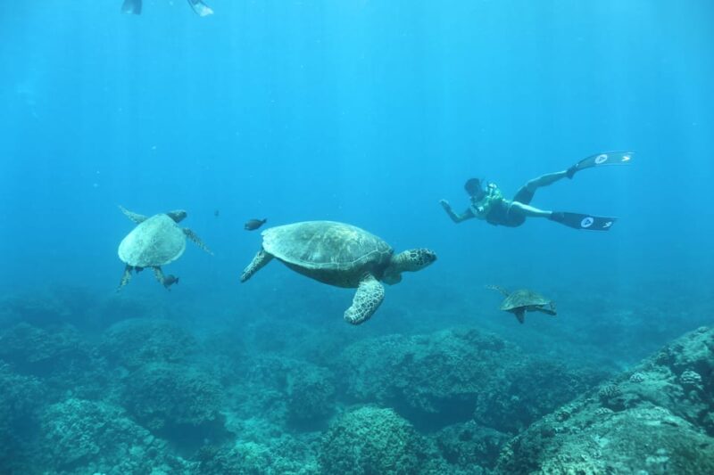 Oahu: Dolphin Watching & Turtle Snorkeling with Waterslide - Authentic Hawaiian Culture and Live Performances