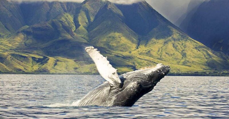 Oahu: Eco-Friendly West Coast Whale Watching Cruise - Key Points
