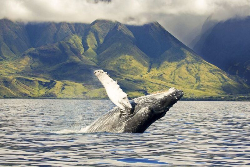 Oahu: Eco-Friendly West Coast Whale Watching Cruise - The Marine Environment Off West Oahu