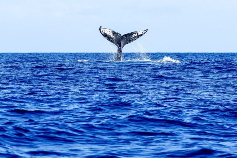 Oahu: Eco-Friendly West Coast Whale Watching Cruise - The Sum Up for Potential Participants