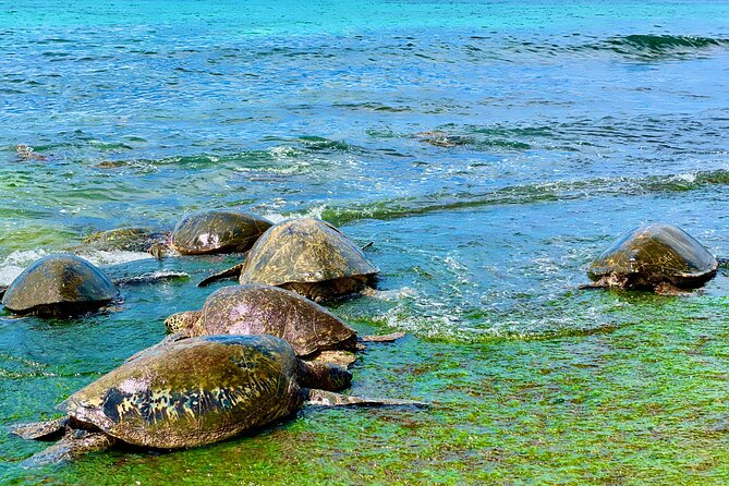 Oahu Guided Circle Island Tour, Swim w/ Turtles, Dole, Blowhole - The Iconic Mokolii Island and Kualoa Ranch Views