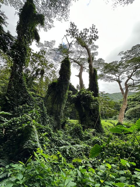 Oahu: Highlights of Oahu Small Group Tour - Hanauma Bay, Halona Blowhole, and Sandy Beach