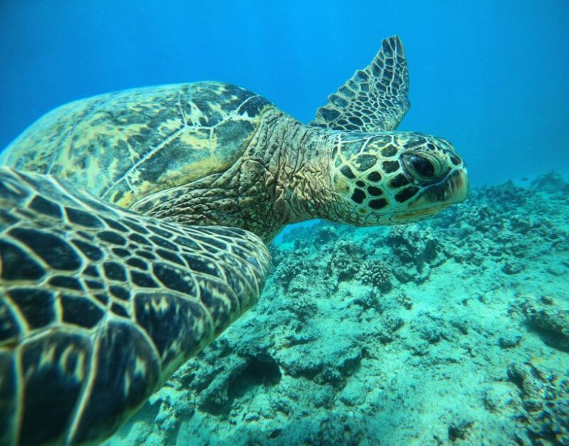 Oahu: Honolulu Turtle Canyon Snorkeling Tour - Explore Honolulu’s Turtle Canyon Snorkeling Tour for $139