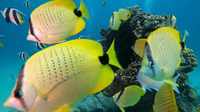 Oahu: Honolulu Turtle Canyon Snorkeling Tour - Scenic Departure from Honolulus Ala Moana