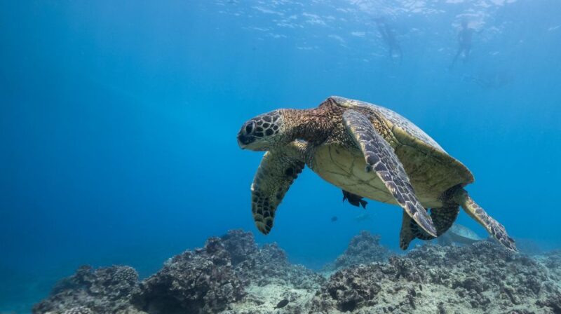 Oahu: Honolulu Turtle Canyon Snorkeling Tour - Spotting Sharks, Stingrays, and Octopuses