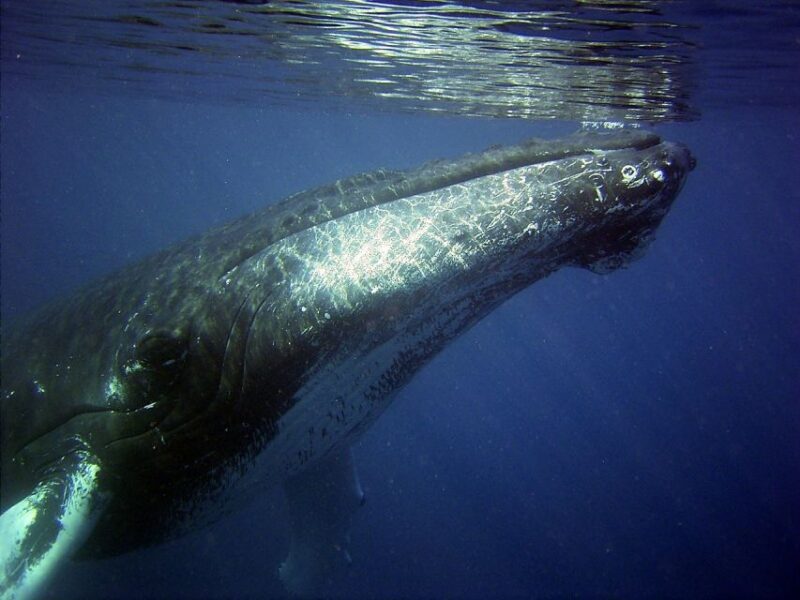 Oahu: Honolulu Whale Watching Cruise - Discover the Majestic Humpback Whales from Waikiki