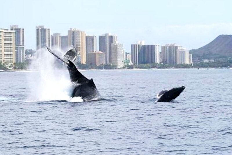Oahu: Honolulu Whale Watching Cruise - The Experience on the Water: Close Encounters with Marine Life