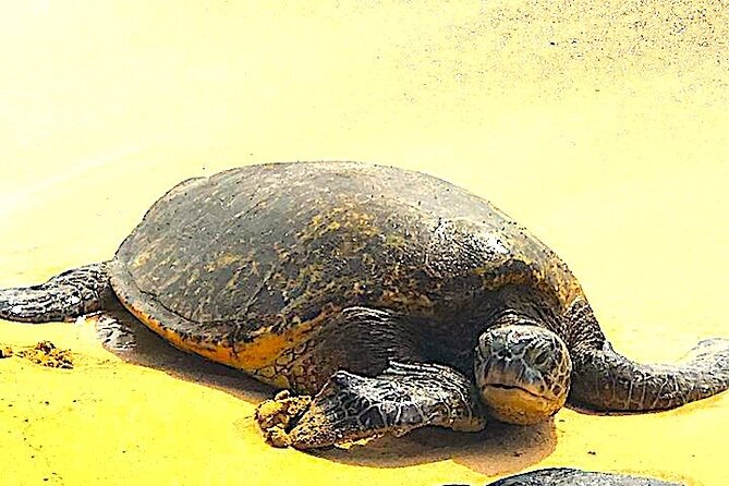 Oahu Island Highlights in Small Group | 30 Spots | ~10 Stops - The Expertise of Guides and Guest Experience